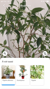 Google Lens, recherche visuelle